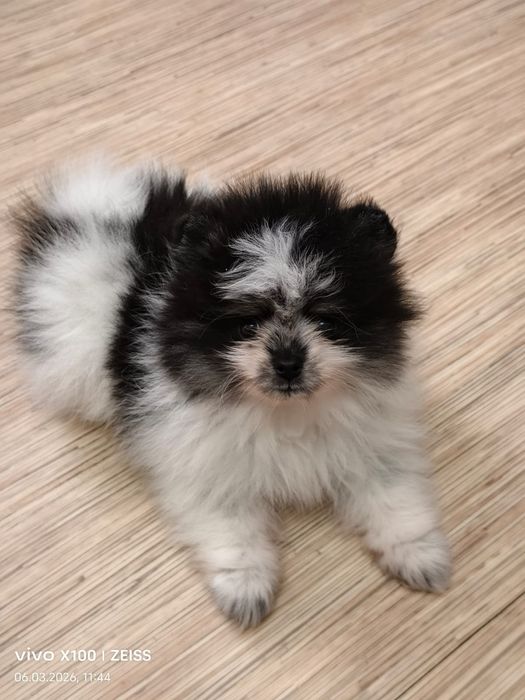 Очаровательный щенок шпица.