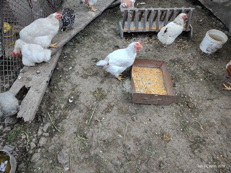 Carne gaina crescuta cu cereale, judet iasi