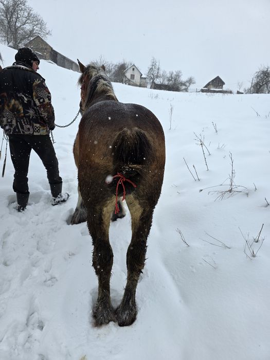 Cai de vânzare!  Foarte cuminți!
