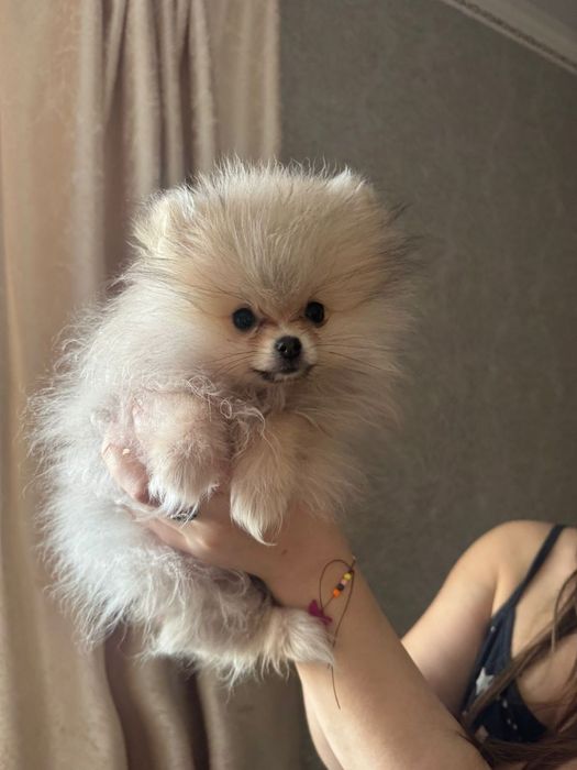 Продам щенка шпица