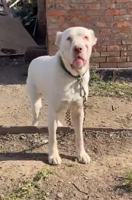 Пропала собака девочка