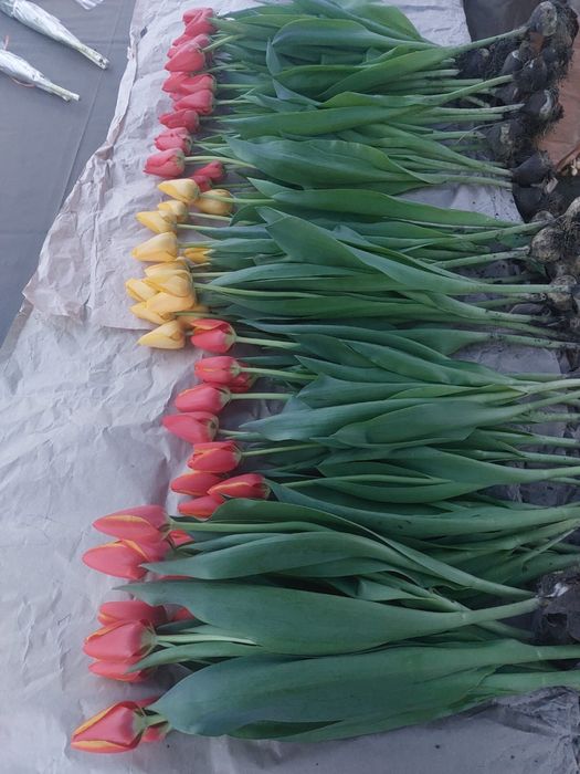 Тюльпаны оптом Алматы