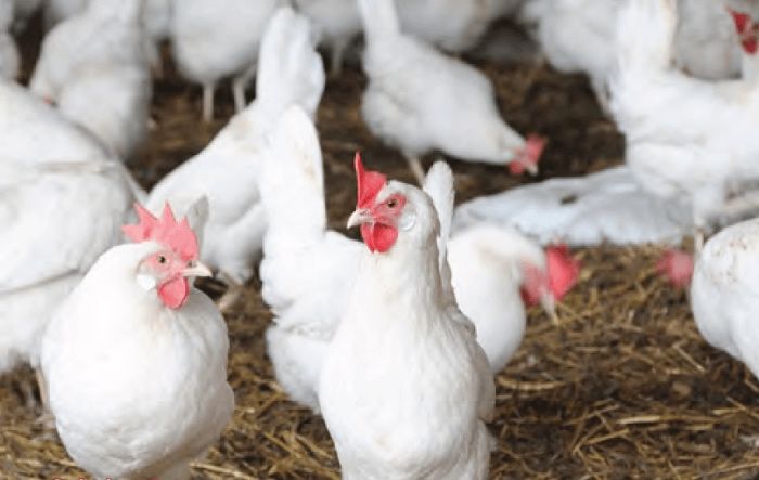 Продам курей Ломан вайт