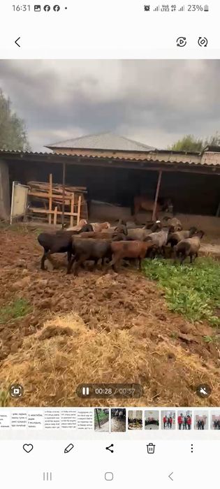 Курбан айтка койлар бар