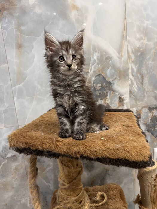 Котята мейн кун полидакты