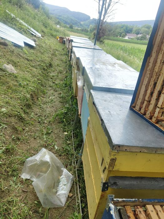 Se vinde 17 famili de albine in judetul Bistrița Năsăud