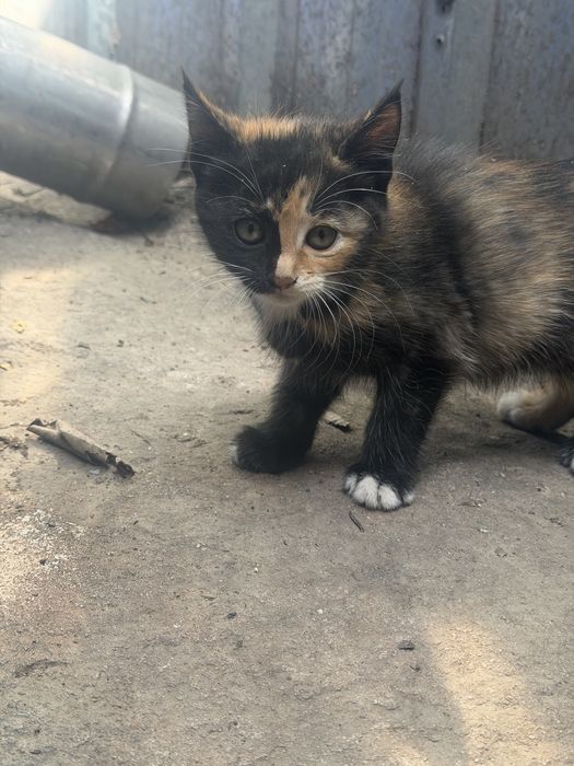 Котята крысоловки