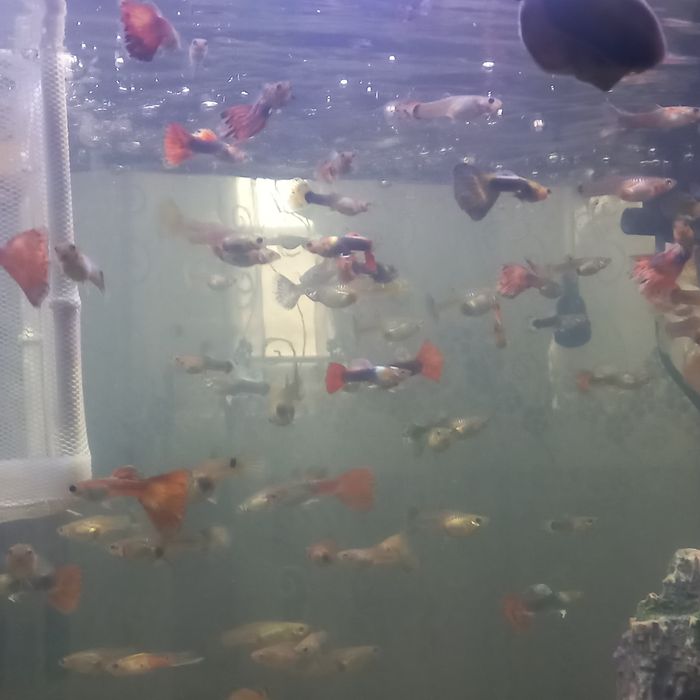 продам рыбки гуппи и улитки.