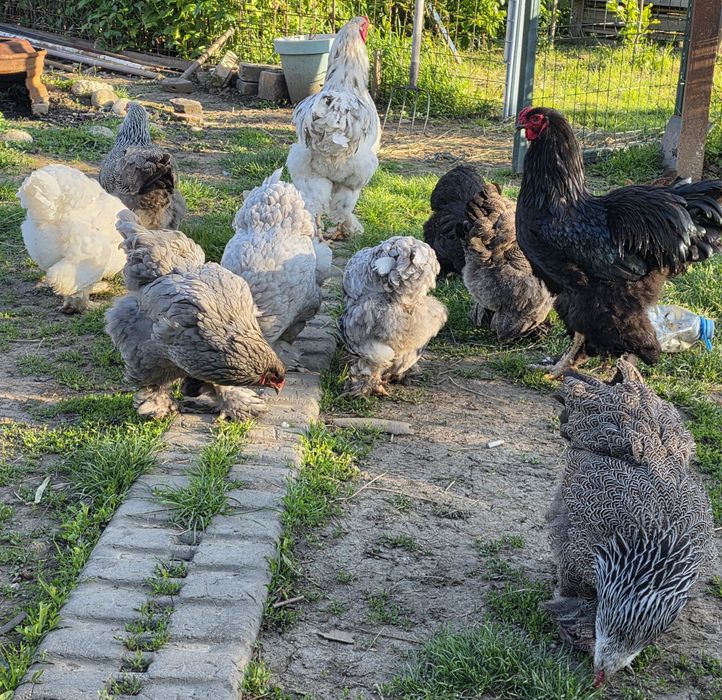 Ouă incubat Găini Brahma ,Austrolop