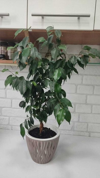 Фикус Бенджамина