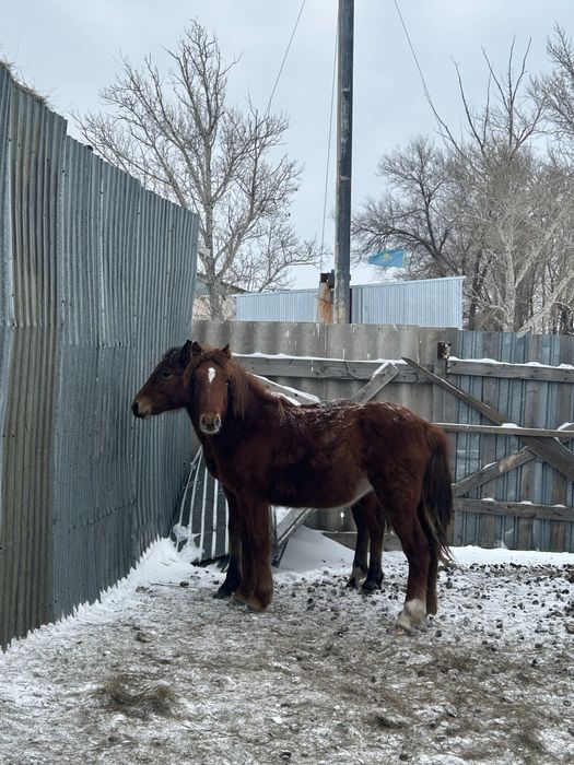 Продаю лошадей.