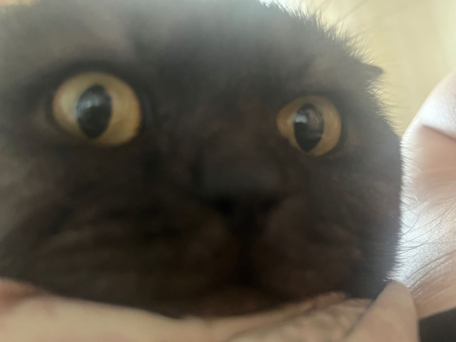 Вязка ищем кошечку