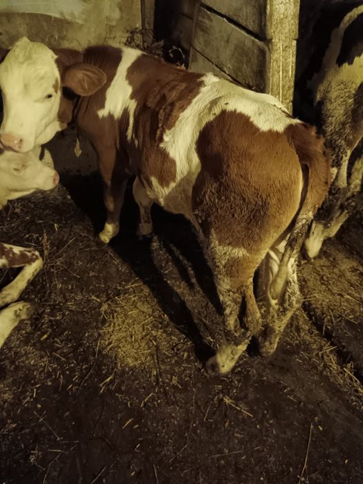 Vând vitica Bălțata  de 3 luni lntarcata  foarte buna de crescut mama iei este foarte buna de lapte  preț 3800 lei