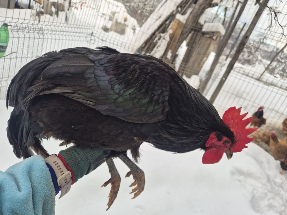 Cocoș Brahma Potarnichiu, Australorp,  Vorverk