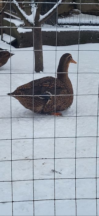 Rate rouen origine Slovacia