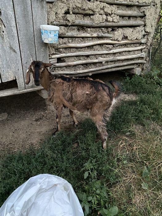 Vând capre anglo nubian un țap , trei calre si o ieduță