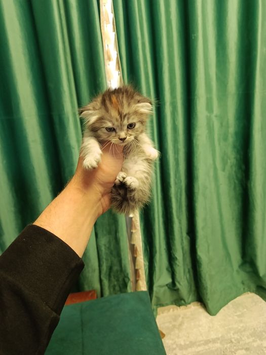 Отдам в добрые руки!!!