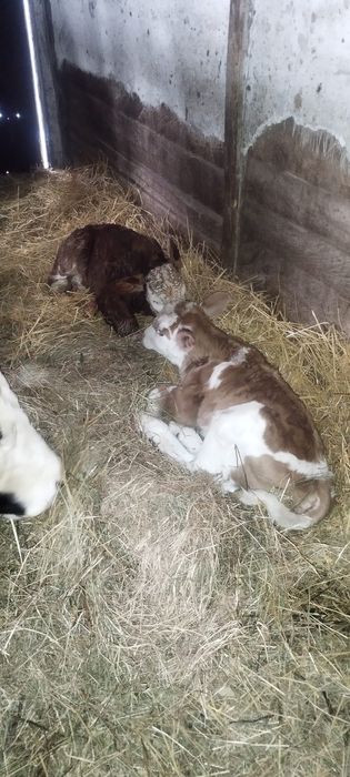 Viței și  vaci bălțată și brună de vânzare