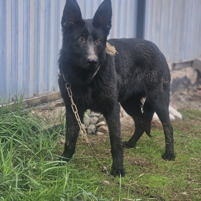 Немецкая овчарка
