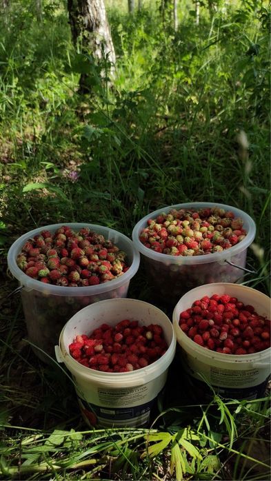 Продам лесную землянику