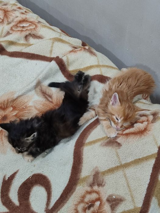 Котята породы Мейн Кун