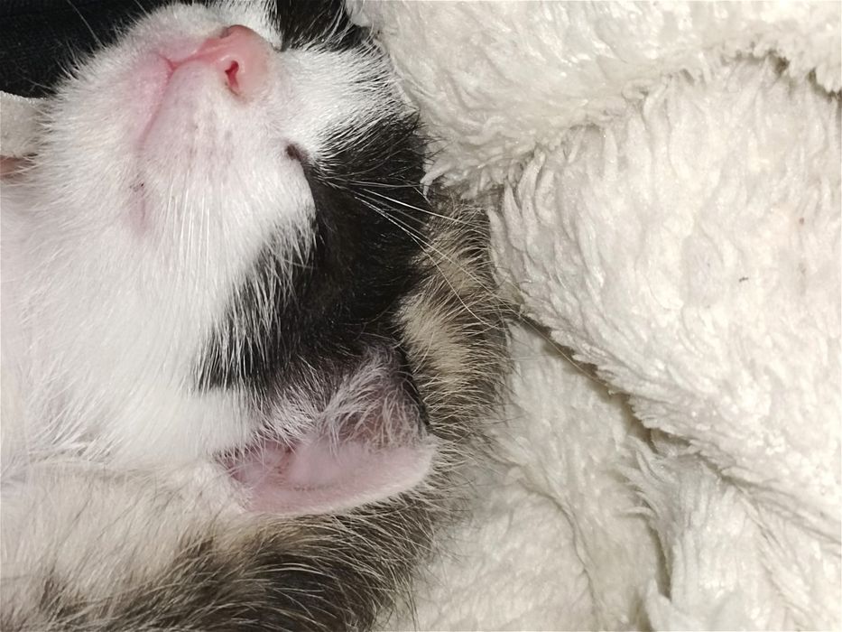Отдам котят в хорошие руки