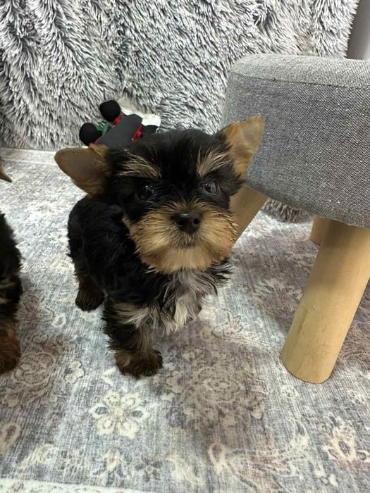 Йоркширски териер