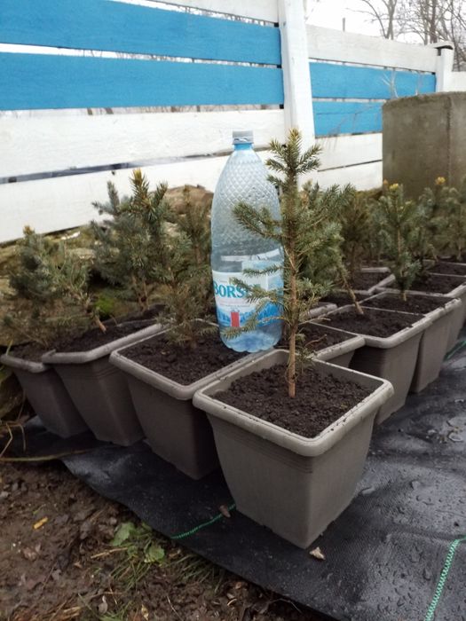 Brad Argintiu la vas de 5 litri