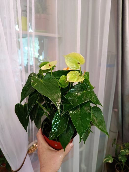 Продам комнатные цветы
