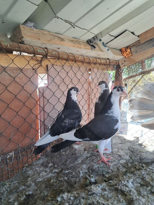 vând porumbei diferite rase