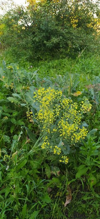 Дачу продам в хорошем состоянии