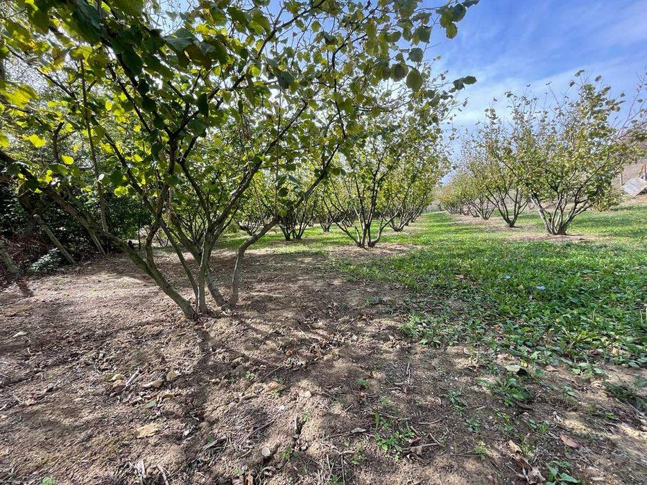 Продава се Земеделски имот в с. Драгоево, Област Шумен -  кв.м за 15300 €/дка - Снимка #1