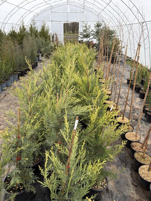 Бързорастящи и вечнозелени растения