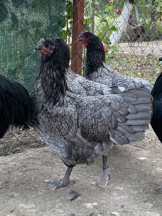 Oua incubat australorp