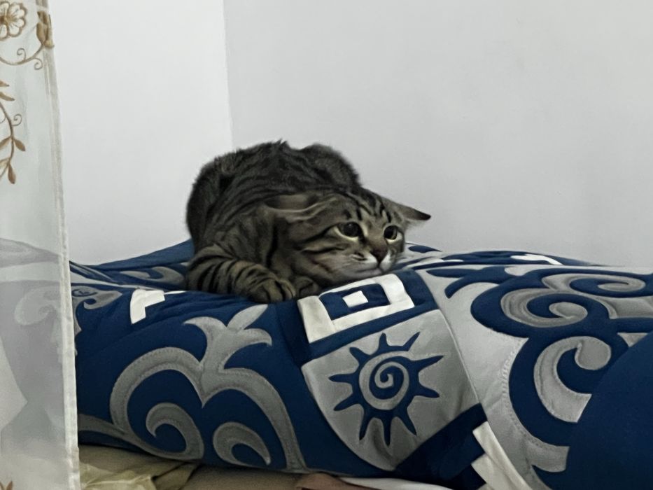 Кошечку в хорошие руки.