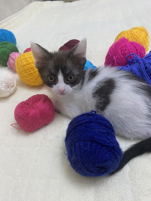 Котята два мальчика, одна девочка,  окрас далматинец)