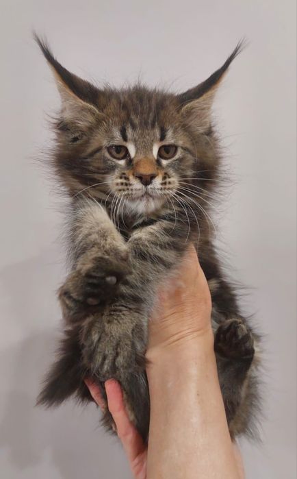 Профессиональный Питомник Мейн-кун/ Есть Рассрочка