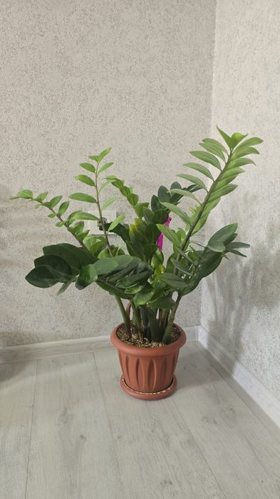 Продам срочно цветы