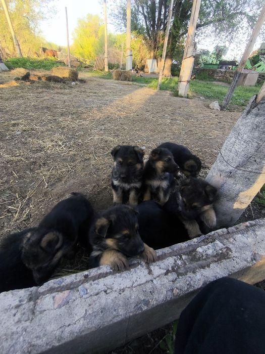 Овчарка сатылады