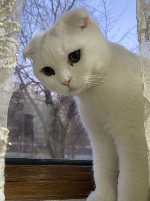 Срочно продаю кота!