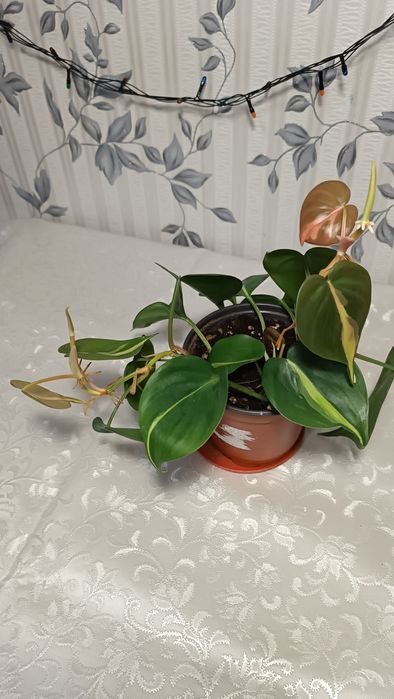 Филодедрон Скандис Бразил