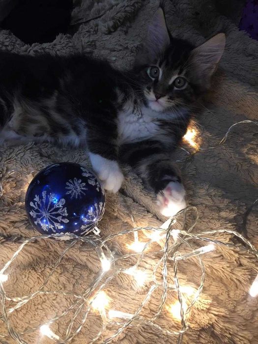 Котята Мейн-кун!!!
