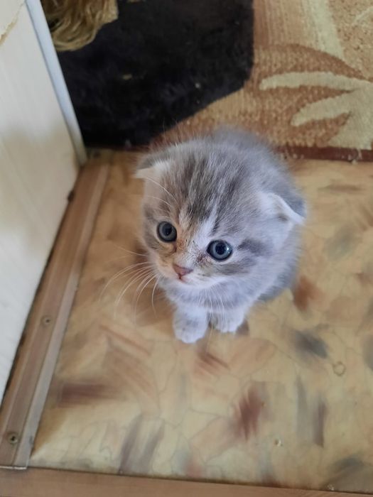 Котята шотландские вислоухие