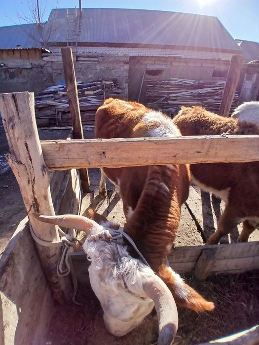 Продам коровы стельные и с телятами