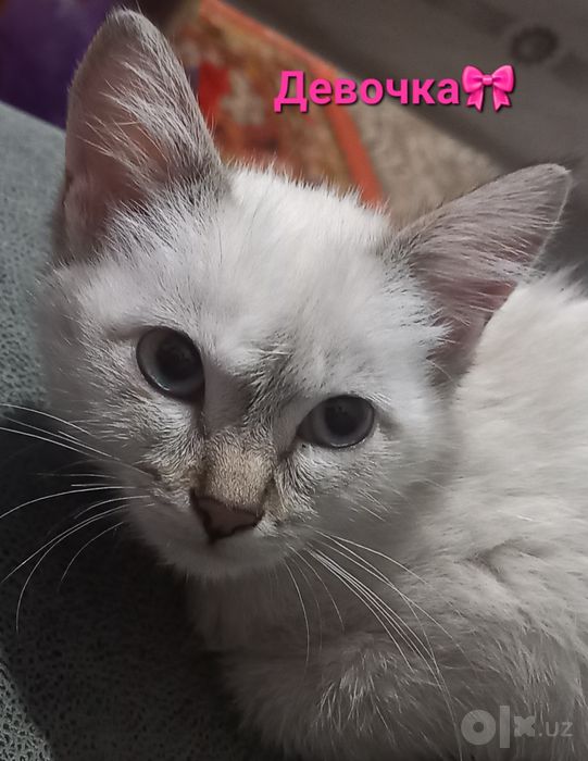 Тайская сиамская кошка/ Линкс-пойнт.