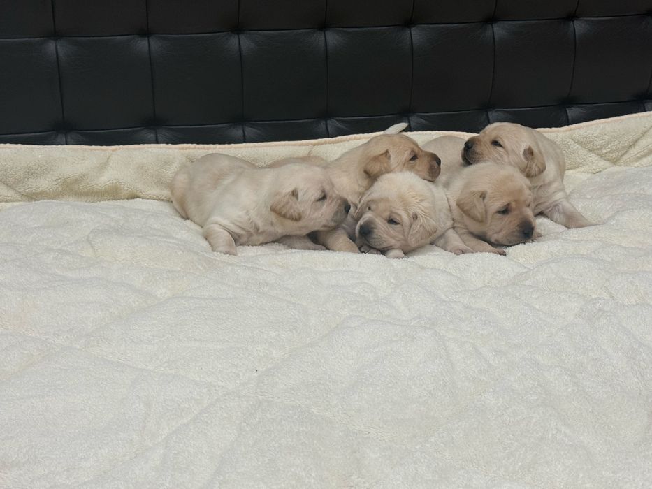 Чистокръвни Лабрадор Ретривар: