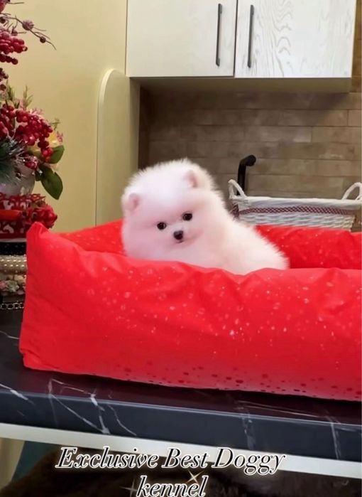 Pomeranian dog , spitz