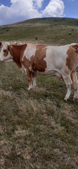 Vaca baltata de 6 ani