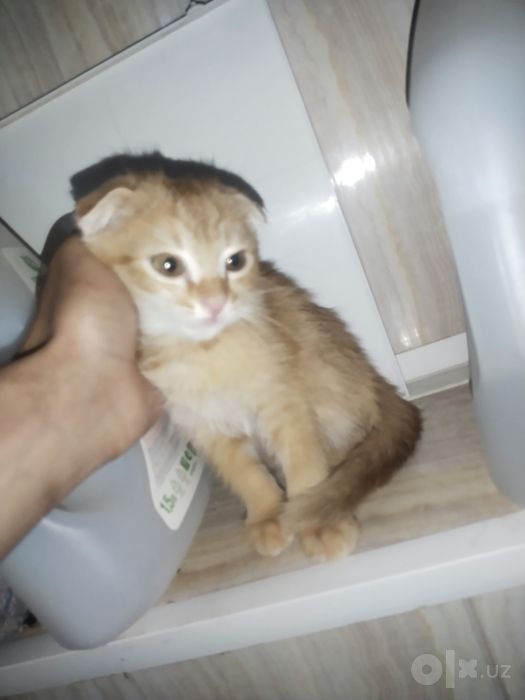Котёнок 2 месячный