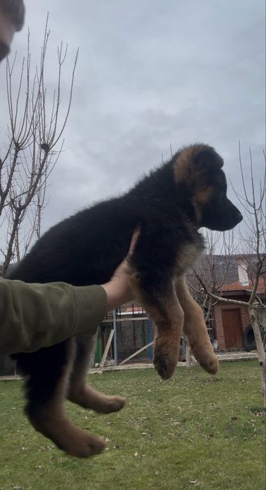 Чистокръвни Немски Овчарки